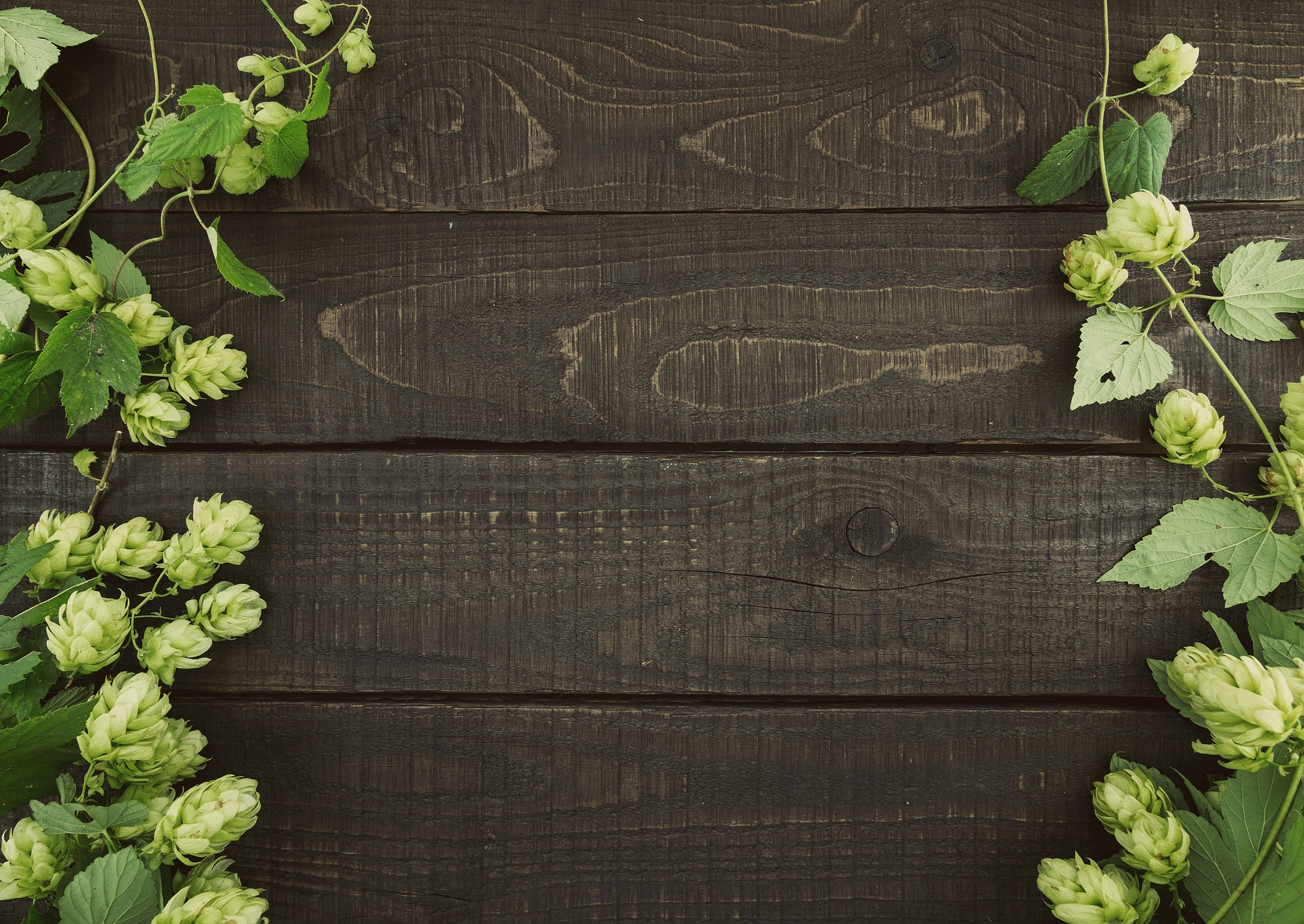 Tasty Pott Bio Hopfenblüten geschnitten – Natürliches Aroma für Tee & Küche kaufen 100g