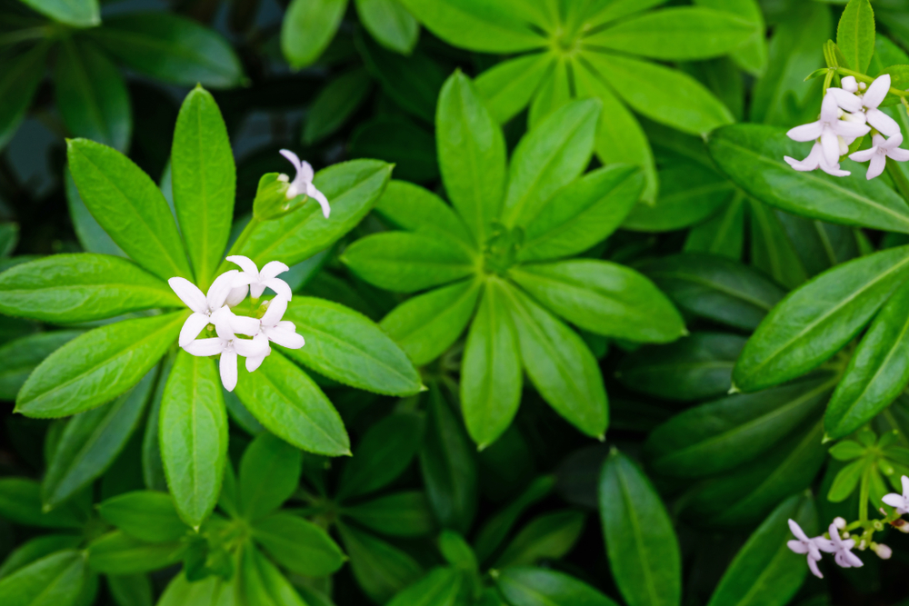 Waldmeister geschnitten - Waldmeisterkraut geschnitten -  Beutel von Tasty Pott Waldmeister geschnitten - Waldmeisterkraut geschnitten -  Beutel von Tasty Pott