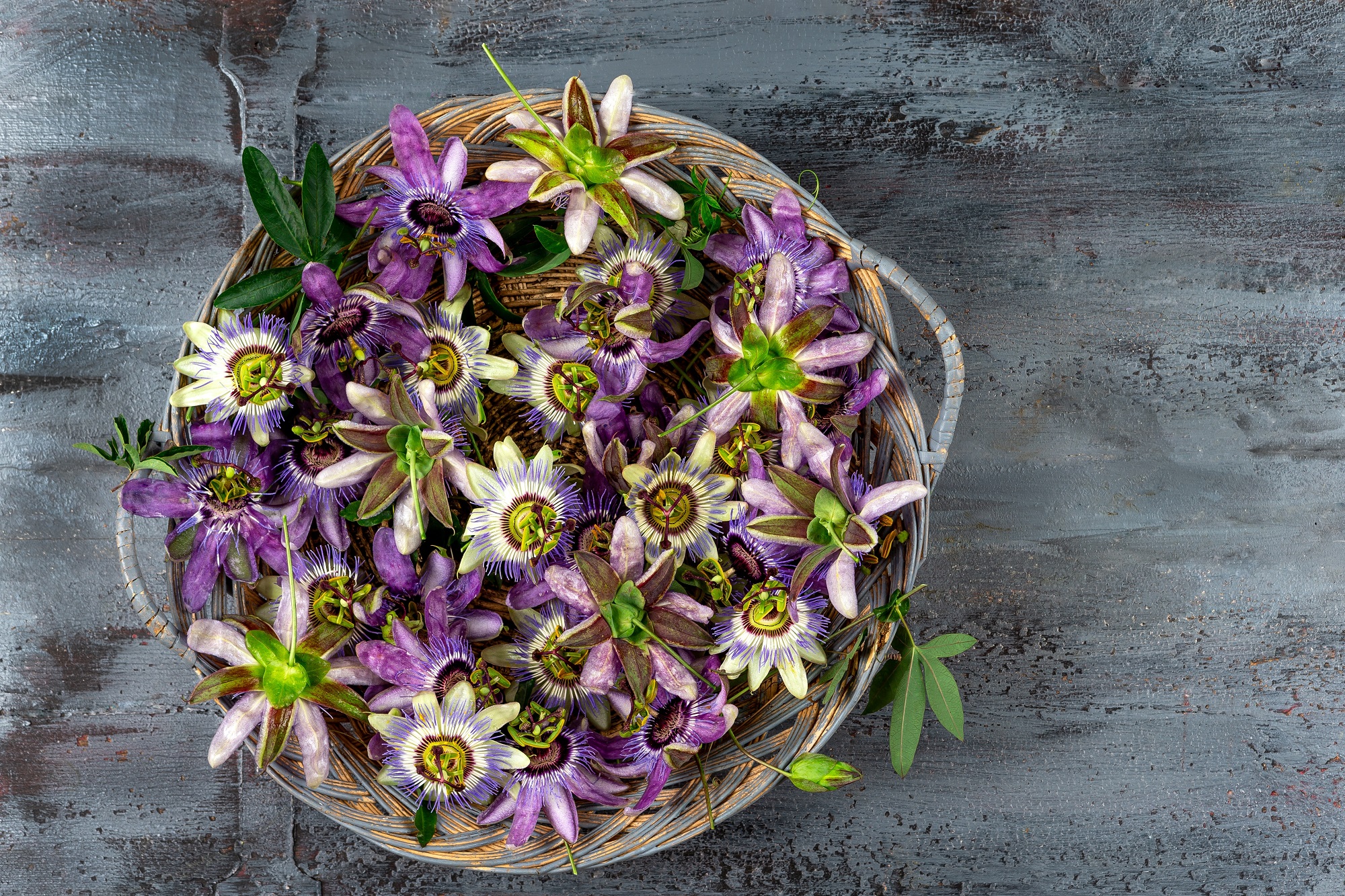 Passionsblumenkraut geschnitten