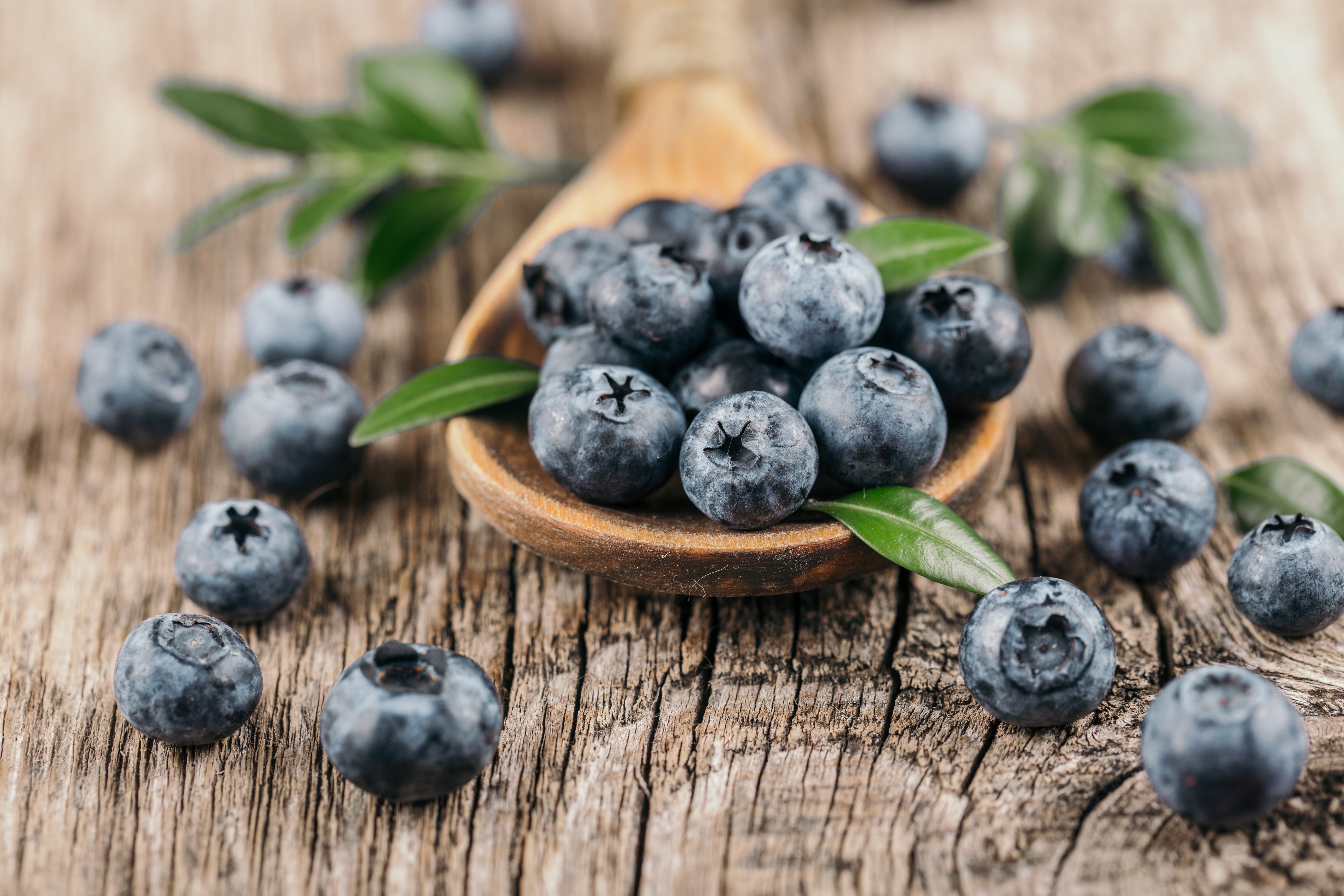 Bio Heidelbeeren gefriergetrocknet - Bio Blaubeeren - 200g von Tasty Pott 