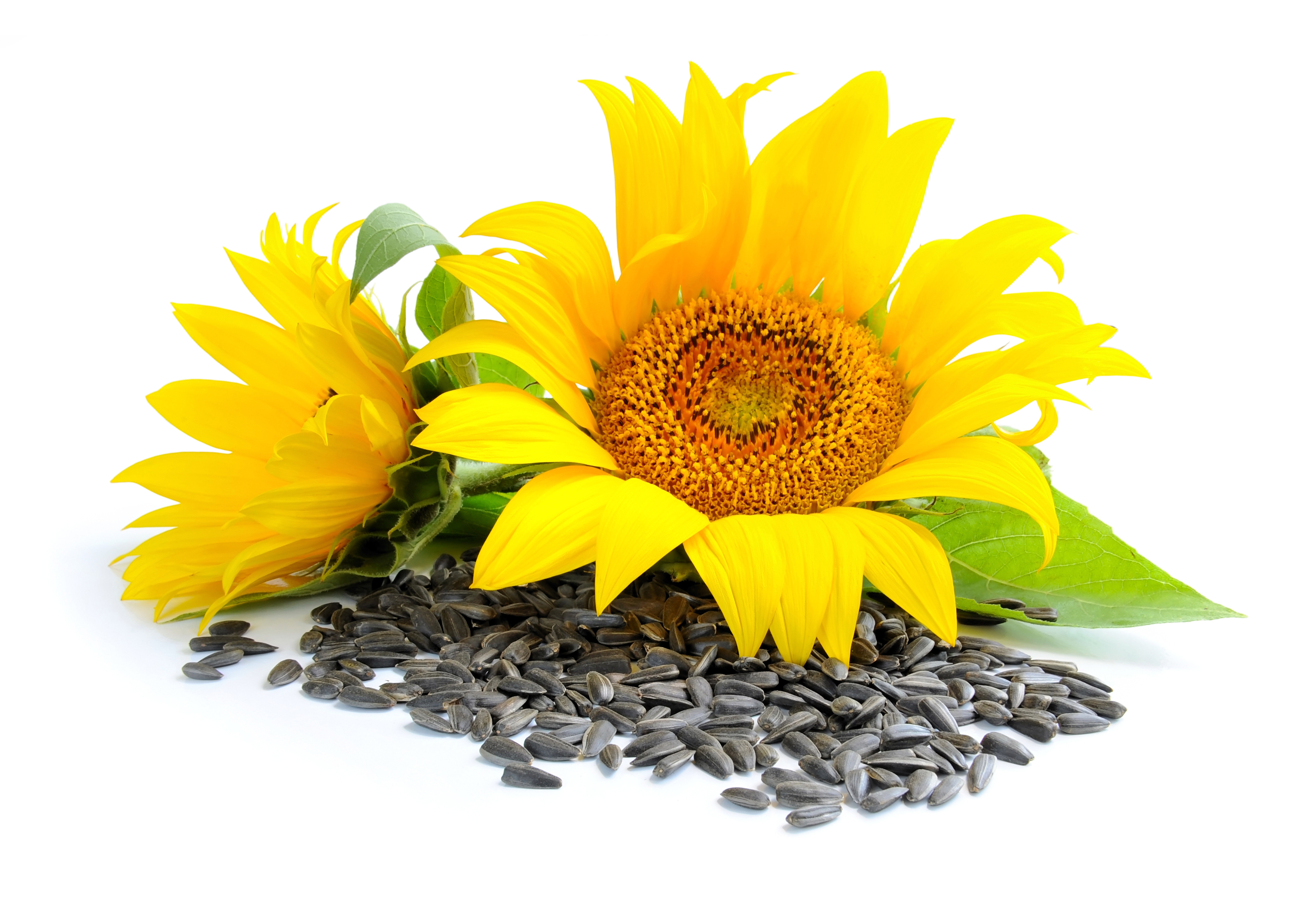 Bio Sonnenblumenkerne, geschält 1kg Beutel von Tasty Pott  Bio Sonnenblumenkerne, geschält 1kg Beutel von Tasty Pott