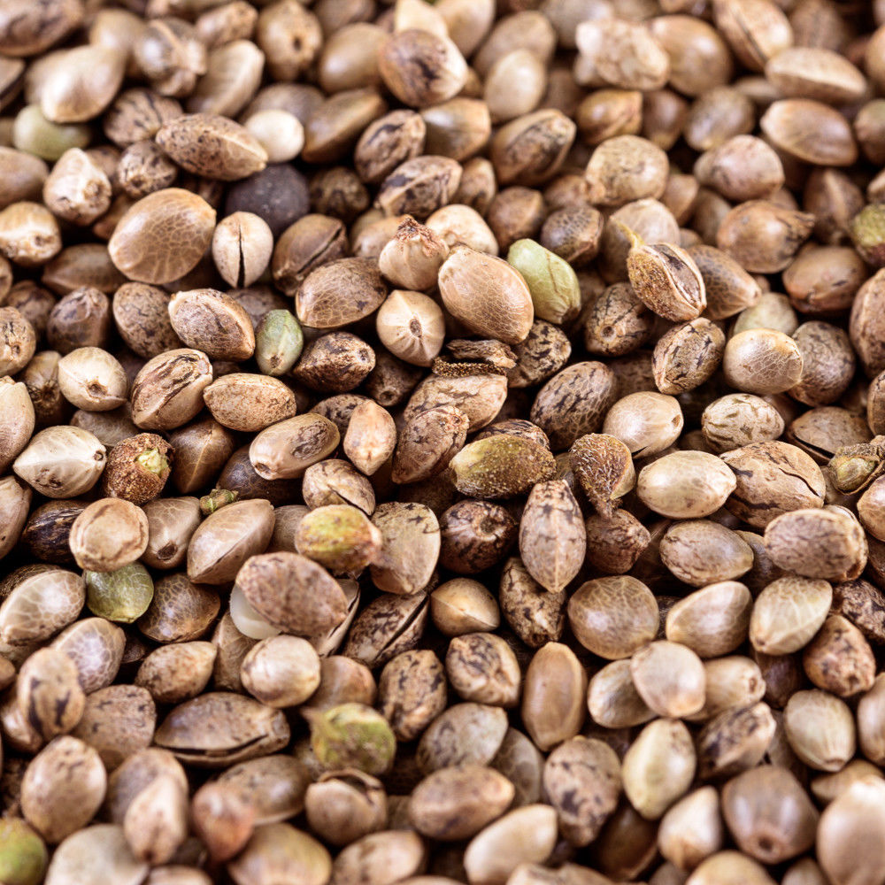 Bio Hanfsamen ungeschält – Naturbelassene Samen – Bio Qualität – 1kg von Tasty Pott Bio Hanfsamen ungeschält – Naturbelassene Samen – Bio Qualität – 1kg von Tasty Pott