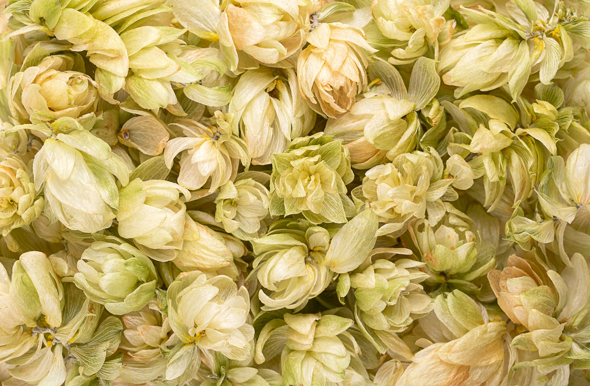 Tasty Pott Bio Hopfenblüten geschnitten – Natürliches Aroma für Tee & Küche kaufen 100g