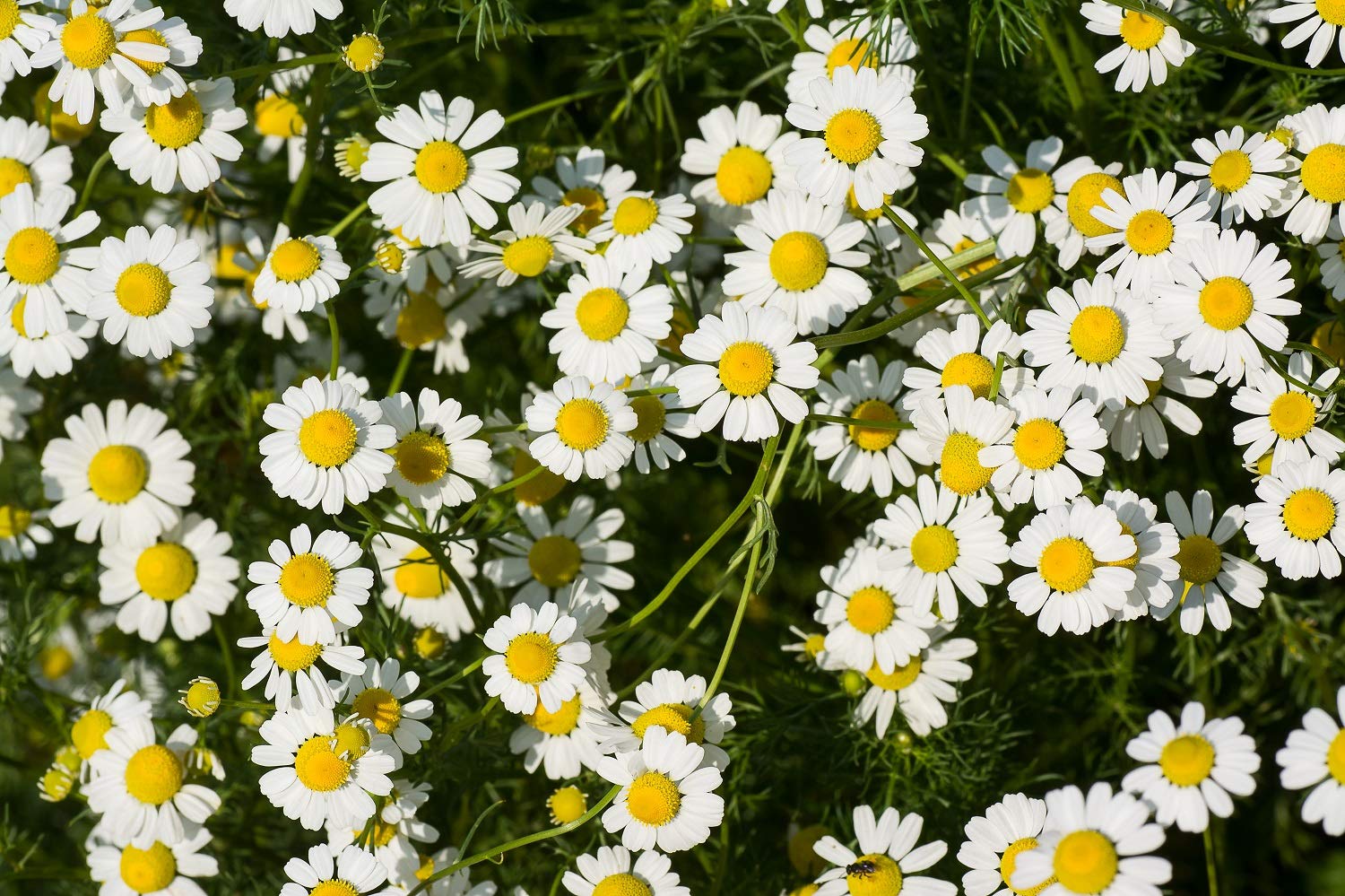 Kamillenblüten getrocknet, Bio - für leckeren Kamillentee | 250g Beutel Tasty Pott 