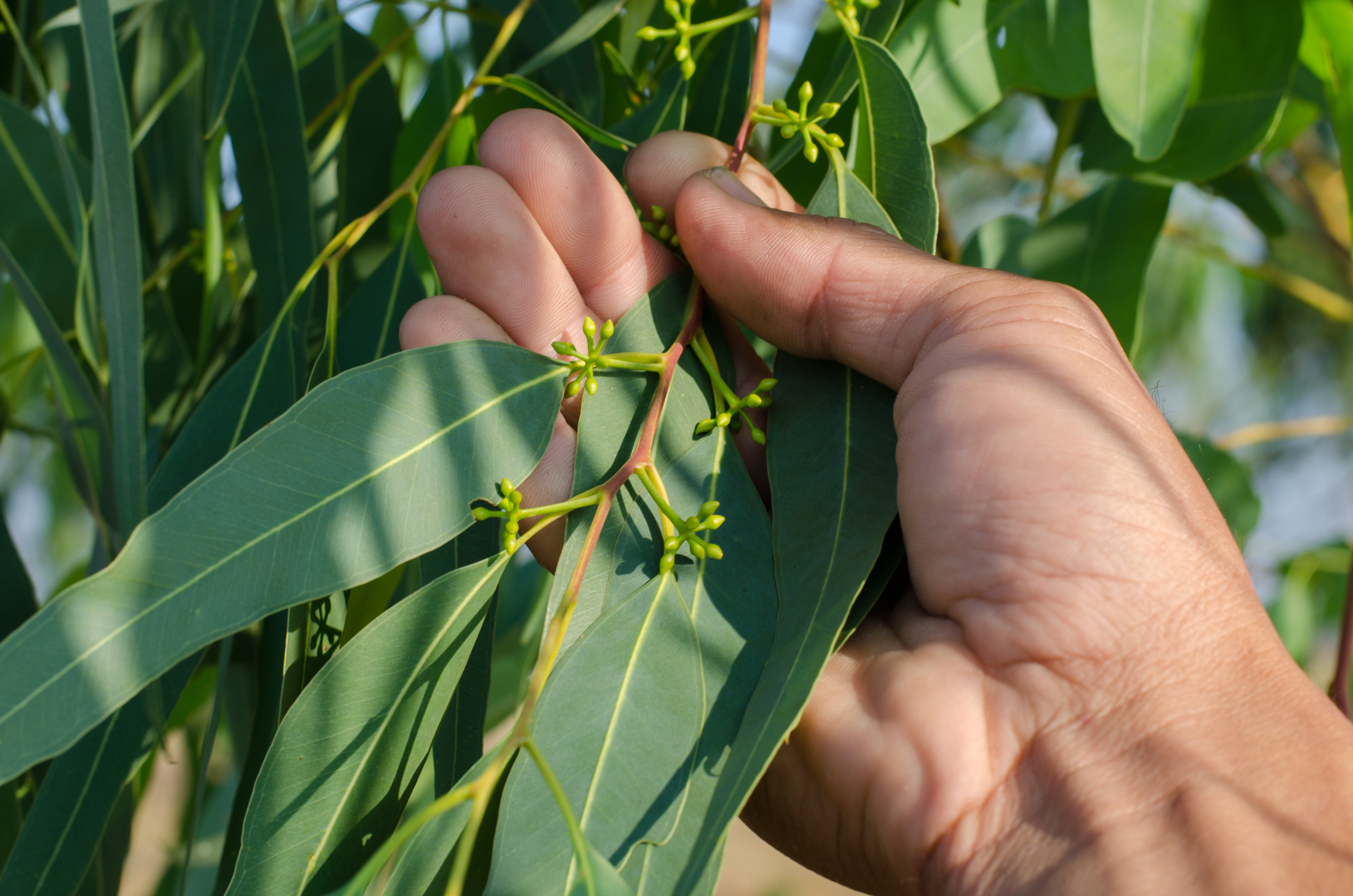 Bio Eukalyptusblätter getrocknet & geschnitten 