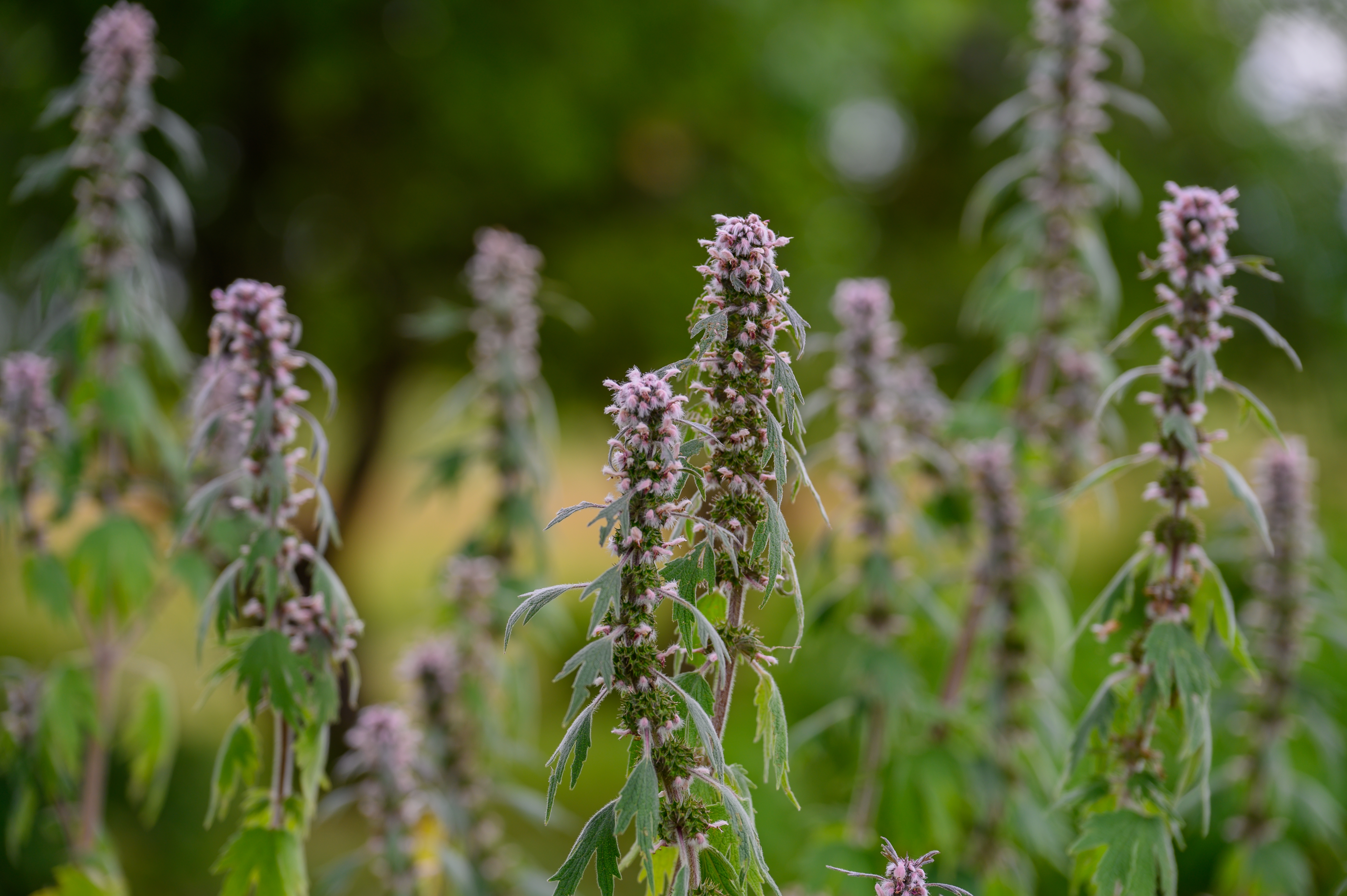 Tasty Pott Herzgespannkraut getrocknet & geschnitten – naturreines Kräuteraroma für Tee & Küche 100g