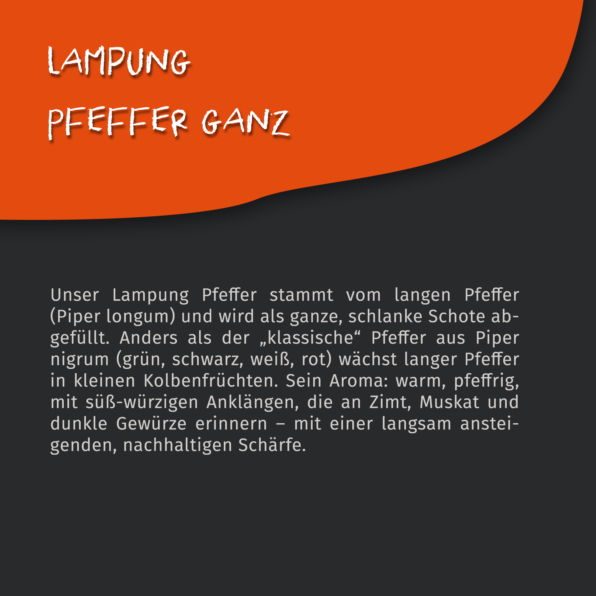 Lampung Pfeffer ganz - Stangenpfeffer - 50g Dose von Tasty Pott Lampung Pfeffer ganz - Stangenpfeffer - 50g Dose von Tasty Pott
