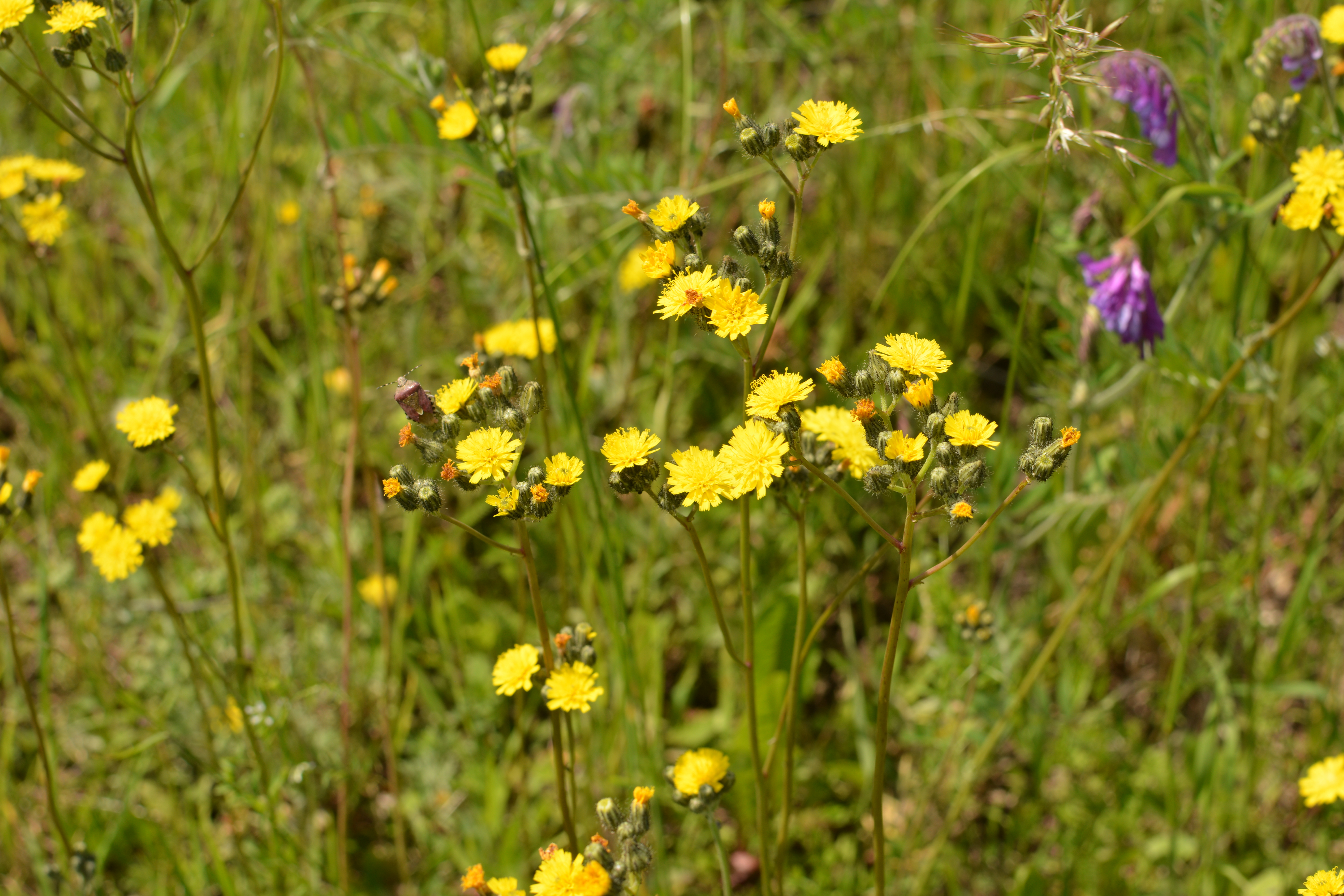 Tasty Pott Habichtskraut getrocknet & geschnitten – naturreine Qualität für Tee & Küche 100g