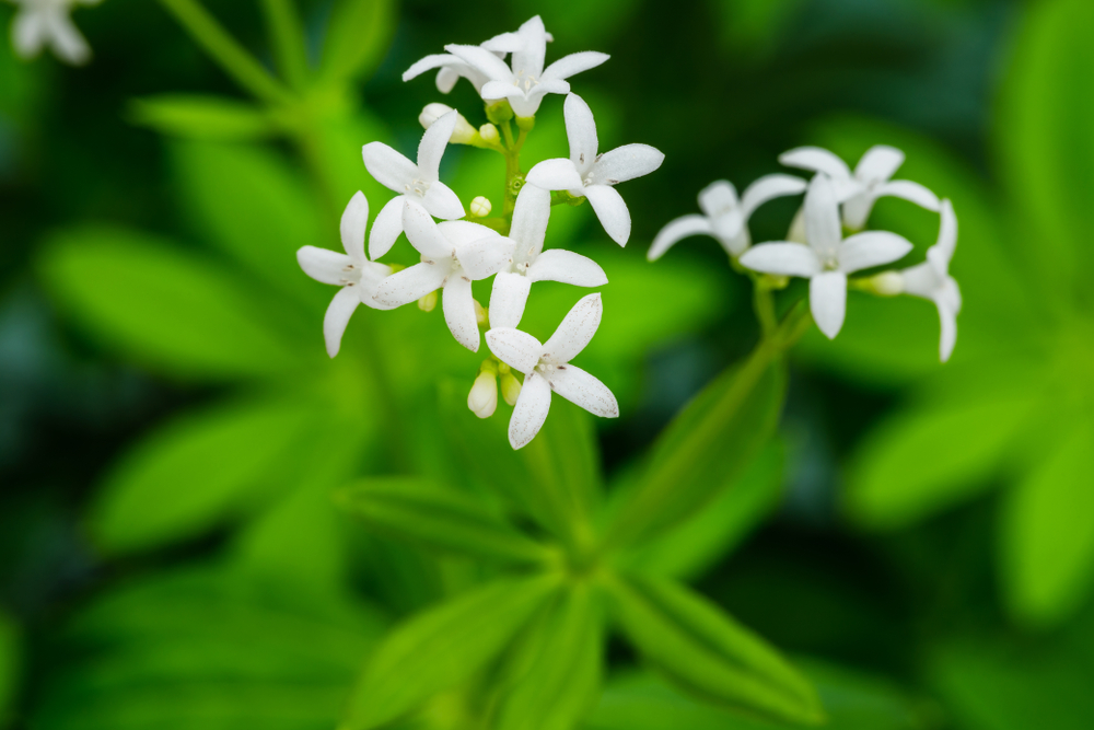 Waldmeister geschnitten - Waldmeisterkraut geschnitten -  Beutel von Tasty Pott Waldmeister geschnitten - Waldmeisterkraut geschnitten -  Beutel von Tasty Pott