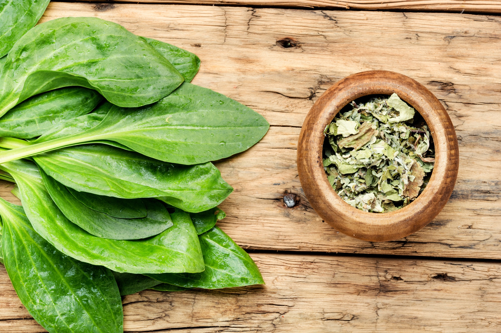 Getrocknetes Breitwegerichkraut geschnitten – Natürliches Kräuteraroma von Tasty Pott 100g