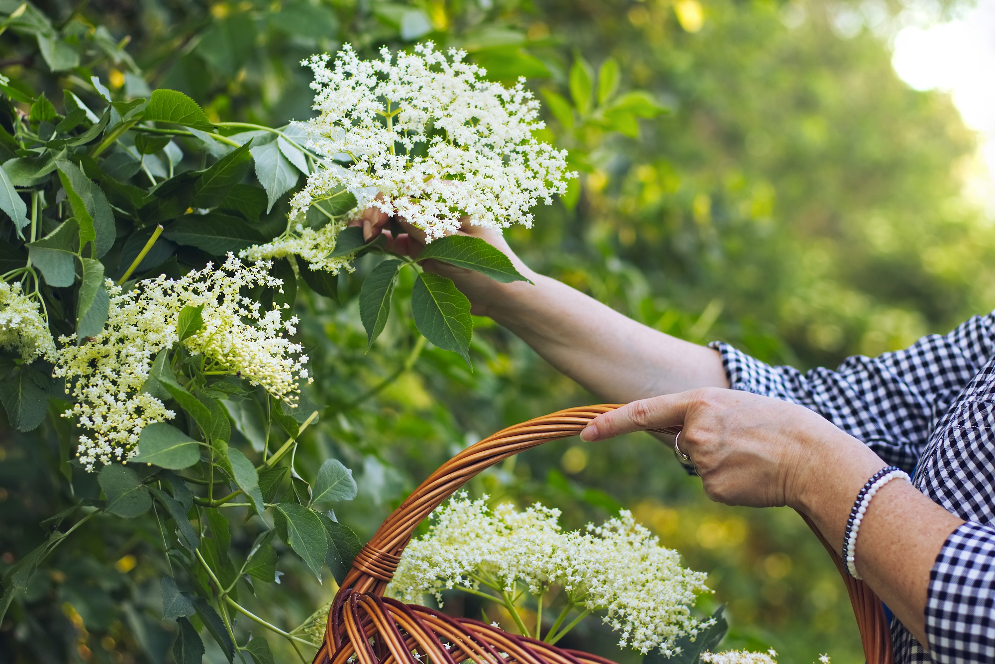 Tasty Pott Gerebelte Holunderblüten – natürlich getrocknet, aromatisch & vielseitig verwendbar 500g
